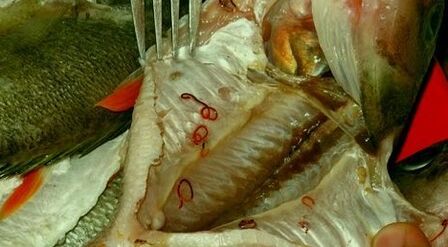 Parásitos en pescado